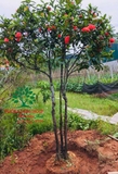 CÂY HOA MẪU ĐƠN TA (TRUYỀN THỐNG)