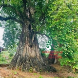 CÂY THỊ