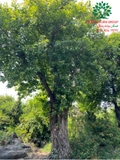Cây Bồ Đề