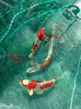 Hồ cá Koi 48