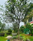CÂY HOA MỘC HƯƠNG
