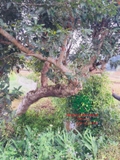 CÂY VỐI