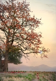 Cây Gạo