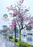 Cây Mỹ Nhân