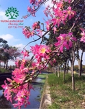 Cây Mỹ Nhân