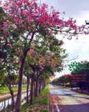 Cây Mỹ Nhân