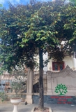 Cây Vú Sữa