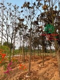 Cây Sen Đất