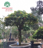 CÂY HOA MẪU ĐƠN TA (TRUYỀN THỐNG)