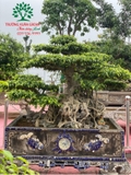 Bonsai 88