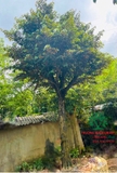Cây Vú Sữa