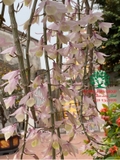 Hoa Lan