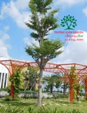 CÂY BÀNG ĐÀI LOAN