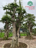 CÂY DUỐI