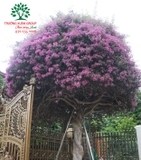 Hoa Giấy