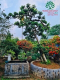CÂY DUỐI
