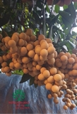Cây Nhãn