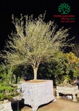 CÂY HOA MỘC HƯƠNG