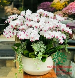 Hoa Lan