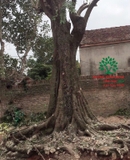 CÂY THỊ
