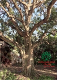 Cây Nhãn
