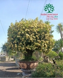 CÂY HOA MẪU ĐƠN TA (TRUYỀN THỐNG)