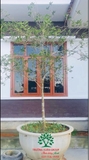 CÂY HOA MỘC HƯƠNG