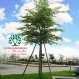 CÂY BÀNG ĐÀI LOAN