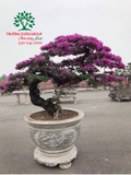 Hoa Giấy
