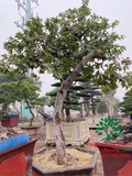CÂY ỔI