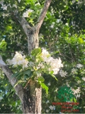 Cây Hoa Nguyệt Quế