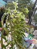Hoa Lan