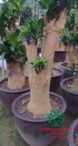 HOA THIẾT MỘC LAN