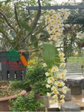 Hoa Lan
