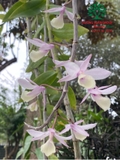 Hoa Lan