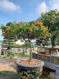 CÂY HOA MẪU ĐƠN TA (TRUYỀN THỐNG)