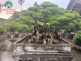 Bonsai 98