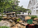 HỒ CÁ KOI 41