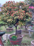 CÂY HOA MẪU ĐƠN TA (TRUYỀN THỐNG)