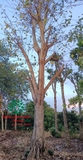 Cây Bồ Đề