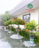 CÂY HOA MẪU ĐƠN TA (TRUYỀN THỐNG)