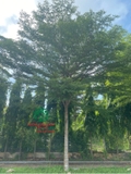 CÂY BÀNG ĐÀI LOAN