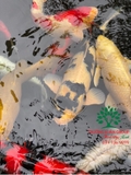 Hồ cá Koi 35