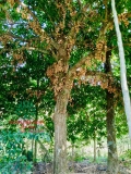 Cây Dâu Da Đất