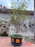 CÂY HOA MỘC HƯƠNG