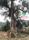 CÂY NHỘI