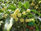 CÂY HOA MỘC HƯƠNG