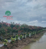 HOA TƯỜNG VI