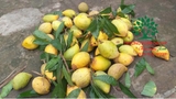 Cây Trứng Gà