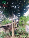 CÂY HOA HẢI ĐƯỜNG